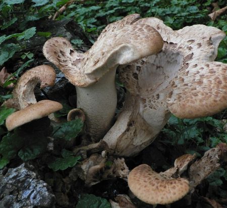 Polyporus squamosus